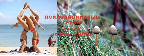 гашик Вяземский